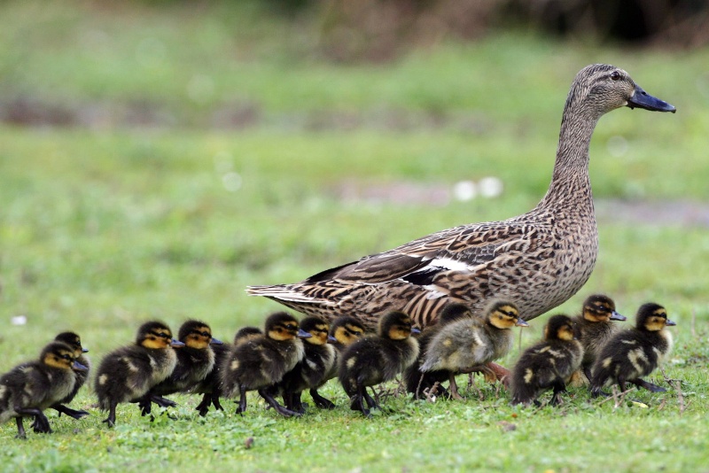 آیا حیوانات واقعاً غریزه دارند؟