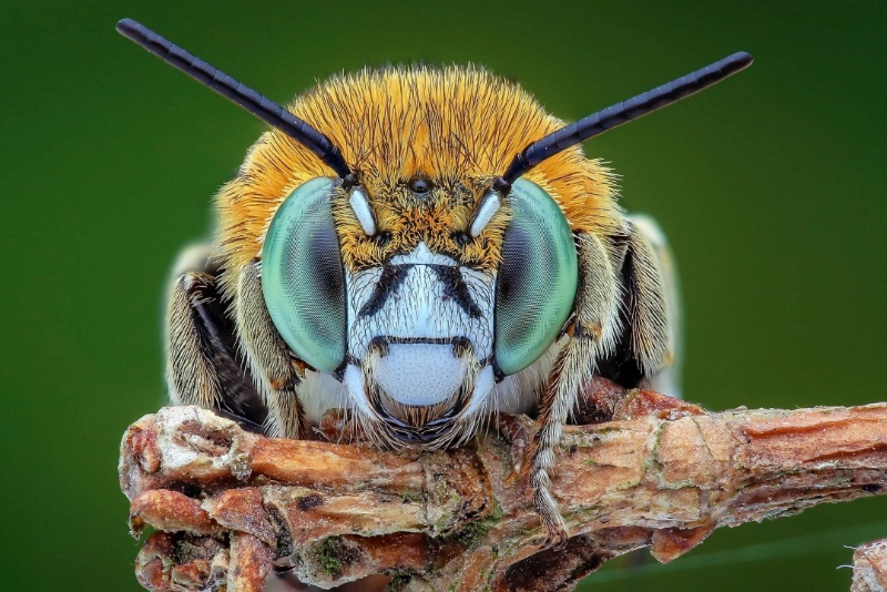 ادراک درونی فراتر از انسان؛ دانشمندان می‌گویند حشرات نیز خودآگاهی دارند