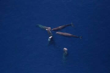 سلاح دفاعی غیرمنتظره بزرگترین شکارچی جهان / عکس