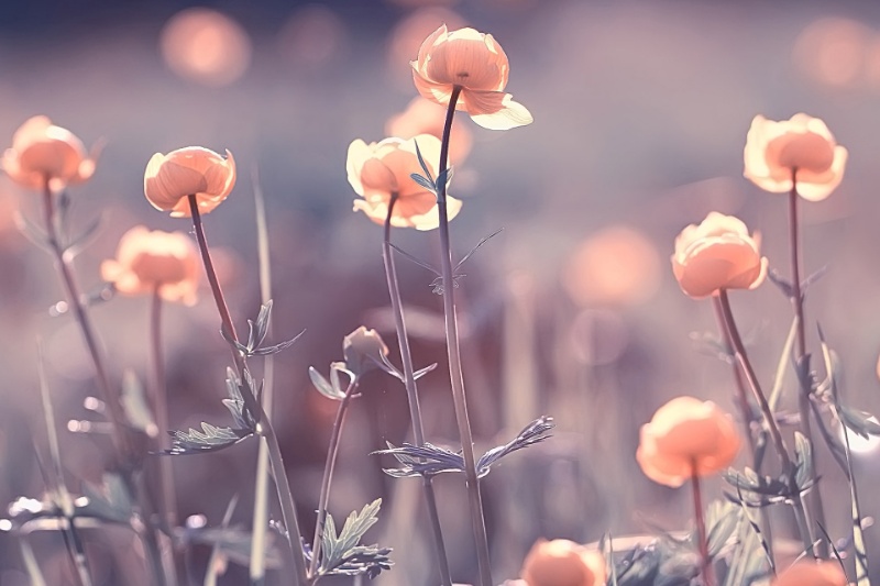 گلها احتمالا باستانیتر از دایناسورها هستند؛ اما زمان دقیق تکاملشان معلوم نیست