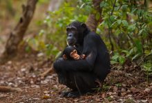 یک‌سوم میمون‌های بزرگ آفریقا درمعرض خطر ناشی از استخراج فلزات باتری قرار دارند