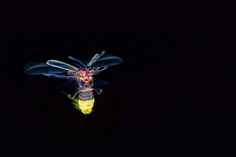 تماشای بیولومینسانس مالدیو در ساحل درخشان وادهو