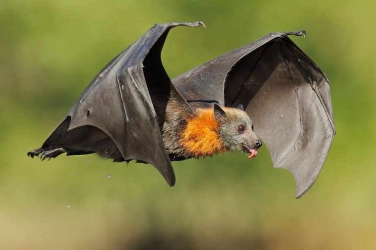 نقشه ژنتیکی پرواز: پستانداران چگونه تکامل یافتند تا در هوا شناور بمانند؟