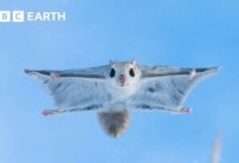کلیپی پربیننده از مستندهای دیوید آتنبرو: نخستین پرواز بچه‌سنجاب / فیلم