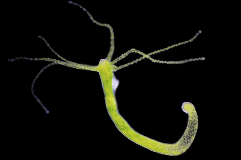 موجودات بیمغز چگونه اشتهای خود را کنترل میکنند؟