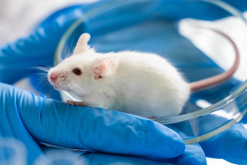 دانشمندان شبیهترین موش به انسان را پرورش دادند