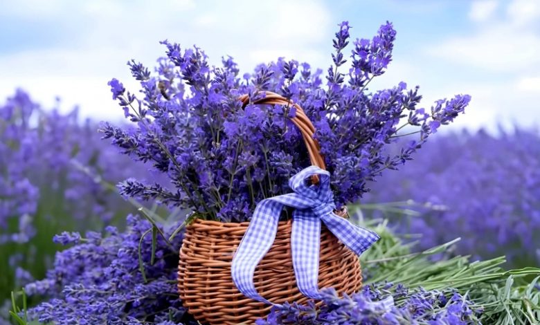 با فواید فراوان اسطوخودوس برای خلقوخو، خواب، مو و پوست آشنا شوید