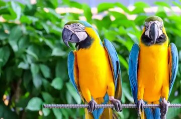 بهترین گونههای طوطی برای یادگیری و تقلید صدای انسان