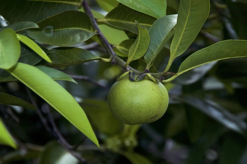خطرناکترین درخت جهان حتی بهعنوان سرپناه در هنگام بارندگی امن نیست