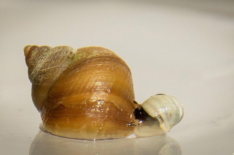 دانشمندان در آزمایشی شگفتانگیز تکامل حلزونها را درطول ۳۰ سال مشاهده کردند