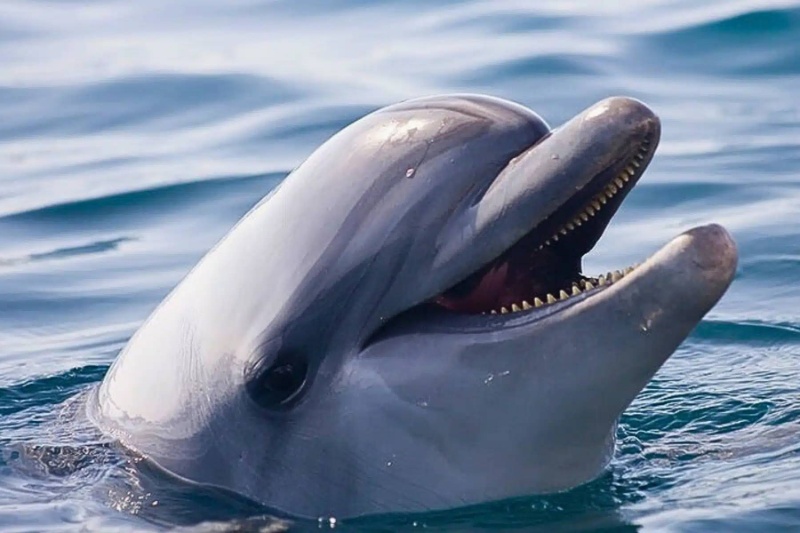 دلفین دریای بالتیک از تنهایی با خودش صحبت میکند