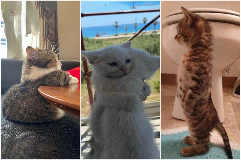 تصاویری از بچهگربهها که قند در دلتان آب میکنند