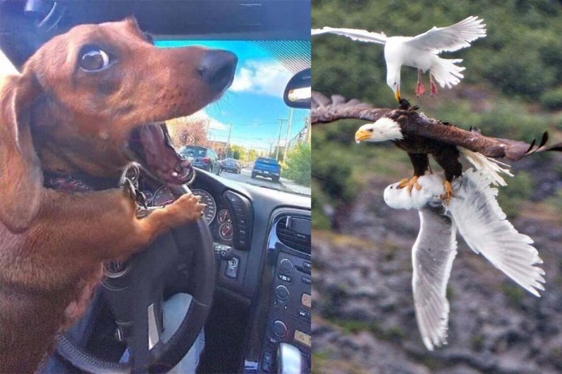 وقتی زندگی عادی مثل صحنهای از فیلمهای بالیوودی بهنظر میرسد