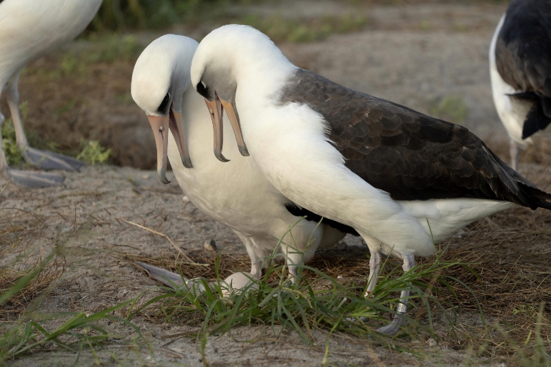 پیرترین پرنده وحشی شناختهشده جهان در ۷۴ سالگی تخم گذاشت