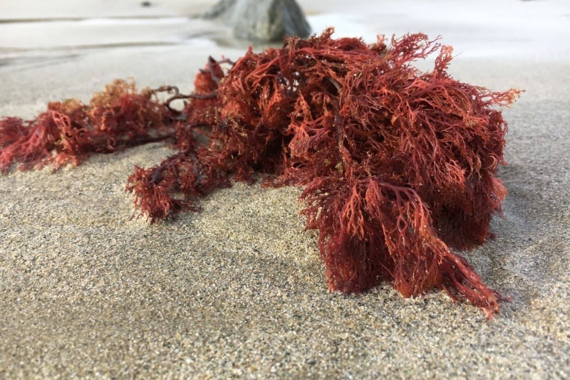 یکی از افزودنیهای لبنیات میتواند خطر ابتلا به دیابت نوع دو را افزایش دهد