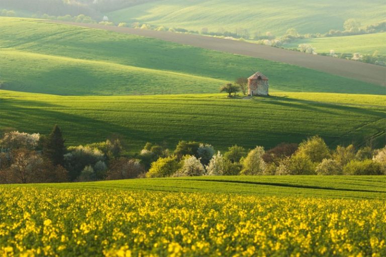 جمهوری چک؛ وقتی نور طلایی خورشید با موسیقی باد در دل چمنزار پایکوبی می‌کند