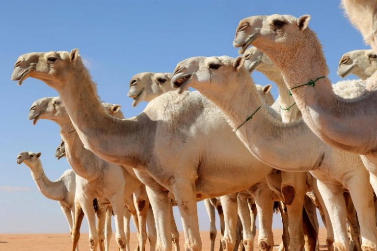 شیر شتر میتواند جایگزینی بهتر برای شیر گاو باشد. آیا حاضرید آن را بنوشید؟