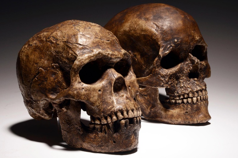 فقدان گروه خونی متنوع احتمالاً در انقراض نئاندرتالها نقش داشت