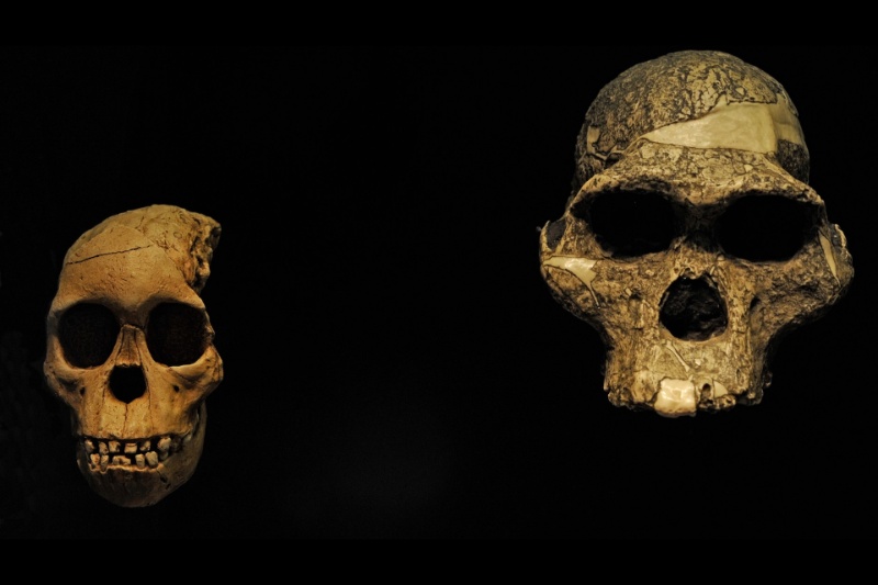 برای نخستین بار: دانشمندان جنسیت یک خویشاوند ۳٫۵ میلیونساله انسان را فاش کردند