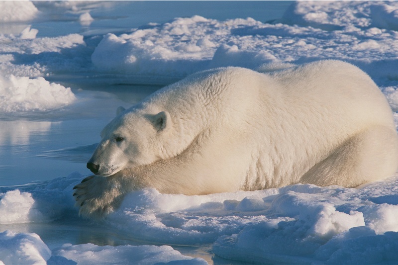راز یخنزدن خزهای خرس قطبی راهی برای ساخت پوششهای ضدیخ جدید است