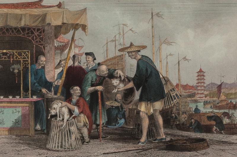 روایت مهاجران کوچک باستانی: گربههای اهلی چگونه و از کجا به شرق آسیا رسیدند؟