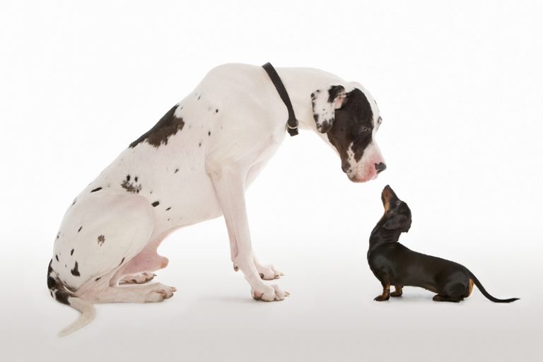 سگها مانند انسان از پلکزدن برای برقراری ارتباط استفاده میکنند