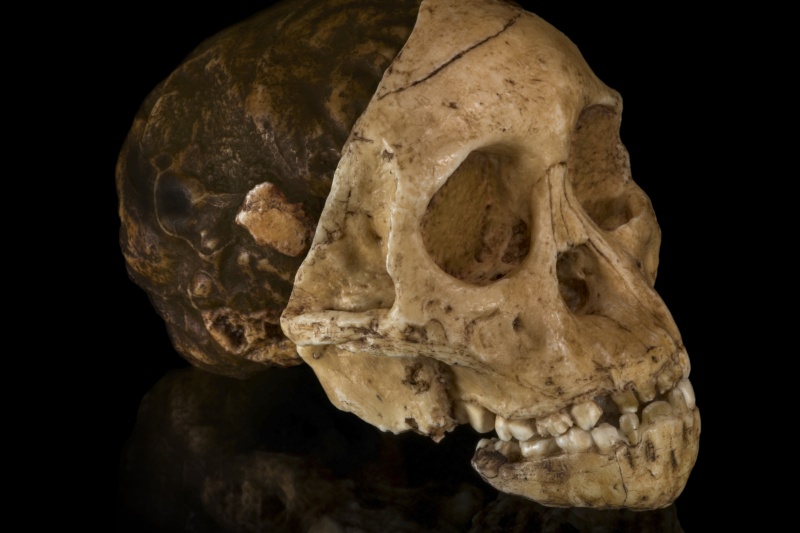 فسیل انقلابی صد ساله شد؛ داستان جمجمهای که مسیر انسانشناسی را تغییر داد