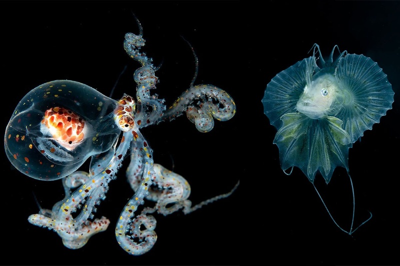 منحصربهفردترین تصاویر مسابقه عکاسی زیر آب را ببینید