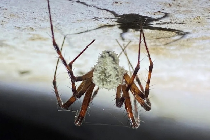 هم از عنکبوتها میترسید و هم از زامبیها؟ محققان خبر بدی برایتان دارند!