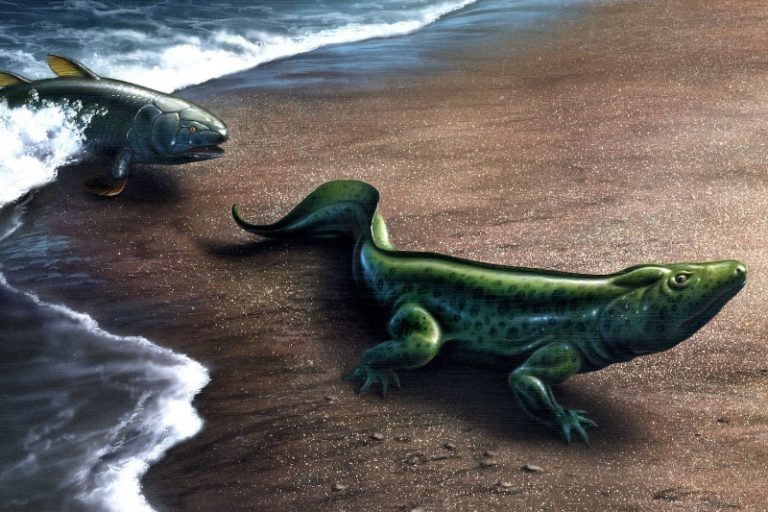 پژوهشگران میگویند فرآیند تکامل خود نیز میتواند تکامل یابد