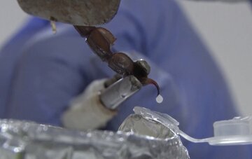 چرا زهر عقرب اینقدر گران است؟ / گرانقیمتترین مایع جهان را بشناسید