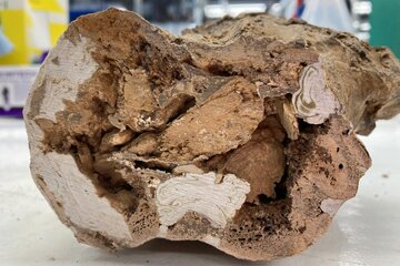 کشف مواد آلی در فسیل ۶۶ میلیون ساله / زلزله‌ای در علم