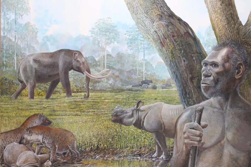 بازنویسی تاریخ: کشف شواهد جدید از زندگی انسانهای اولیه در جنگلهای بارانی