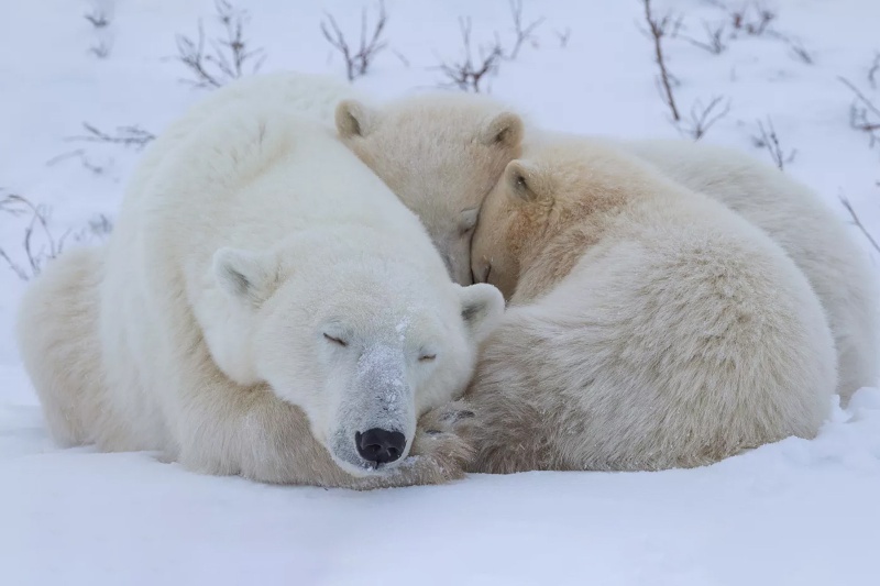 تصاویر بیسابقه از لحظه خروج تولههای خرس قطبی از لانه زمستانی