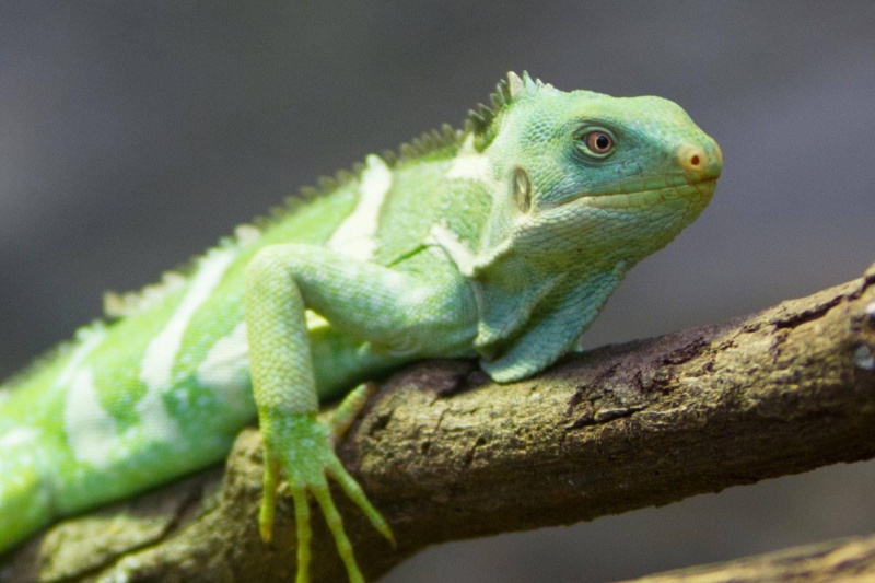 سفر حماسی ایگواناها: حل معمای طولانی‌ترین مهاجرت اقیانوسی یک گونه خشکی‌زی