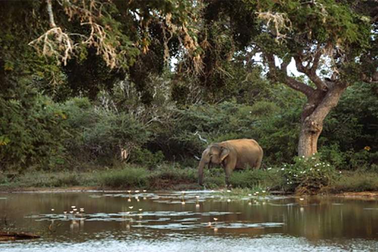 معنای حیات وحش را در پارک ملی یالا پیدا کنید