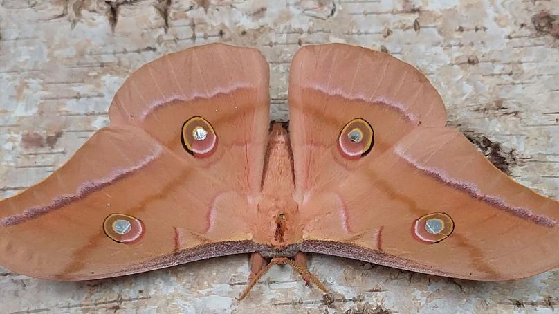 شب‌پره آفریقایی