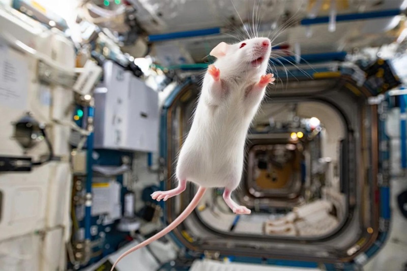 اقامت ۳۷ روزه موشها در فضا بلایی ناگوار بر سر آنها آورد