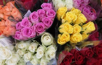 اولین گلهای رز دنیا چه رنگی بودند؟