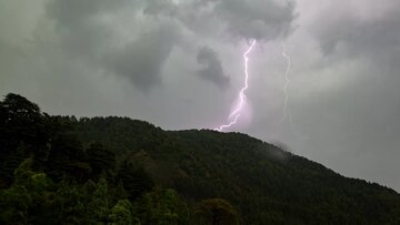 این درخت ترسناک، با صاعقه رقبا را نابود می‌کند / عکس