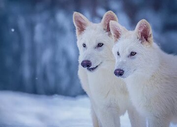 بازگشت گرگ غول‌پیکر به طبیعت پس از ۱۰ هزار سال