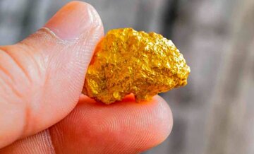 بازیافت طلا با پنیر امکان‌پذیر شد