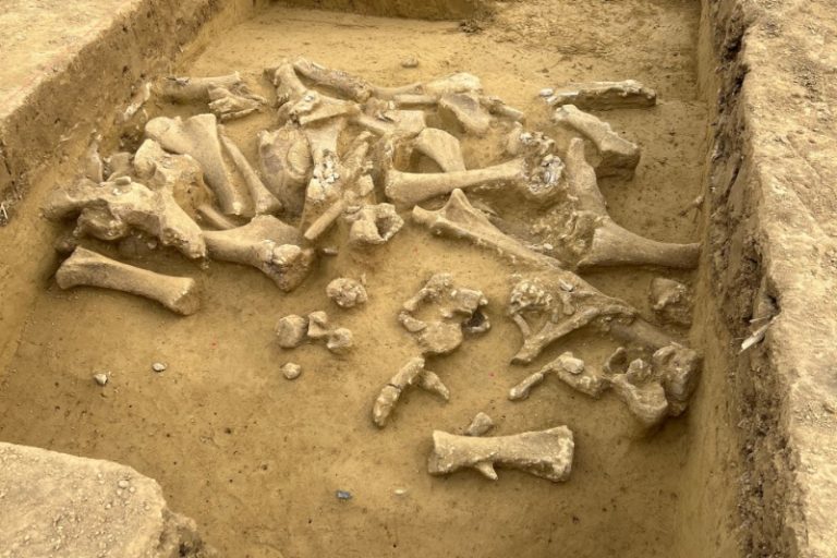 بقایای ماموتهای ۲۵ هزار ساله، فرهنگ شکار انسانهای باستانی را آشکار میکند