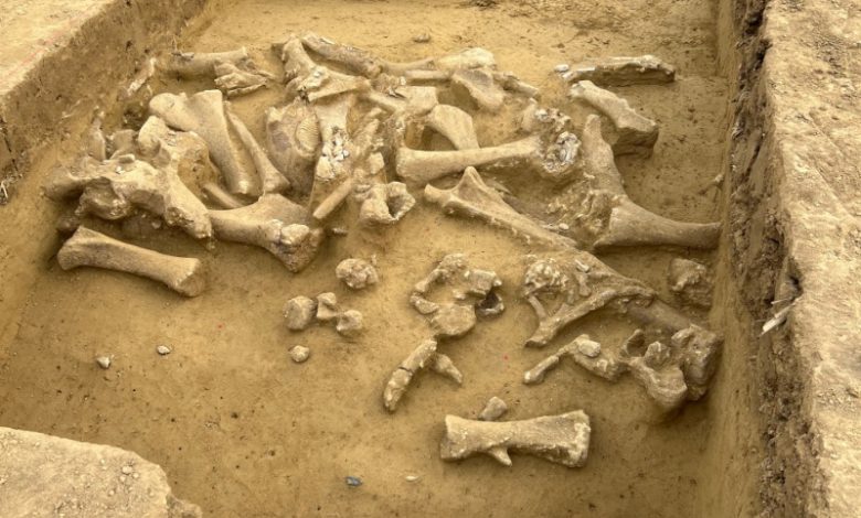 بقایای ماموتهای ۲۵ هزار ساله، فرهنگ شکار انسانهای باستانی را آشکار میکند