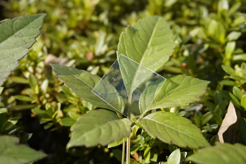 تحول در بازیافت: ابداع پلاستیکی که بدون ردپای مضر در آب شور ناپدید میشود