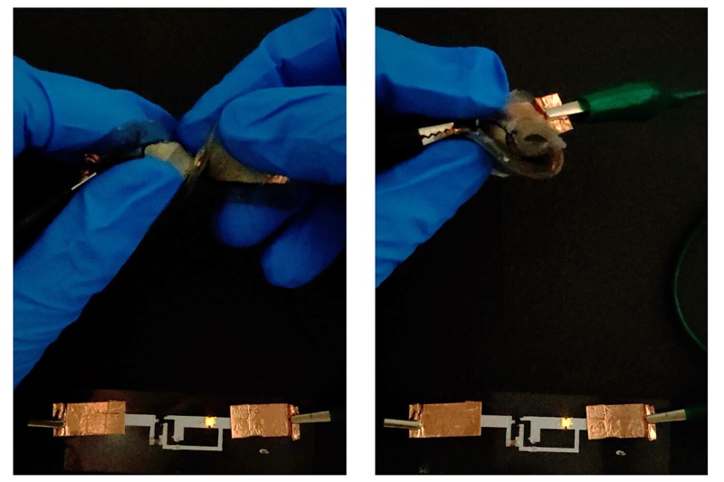 تحول در دستگاههای پوشیدنی: دانشمندان باتری لیتیمی انعطافپذیر و خودترمیمشونده ساختند