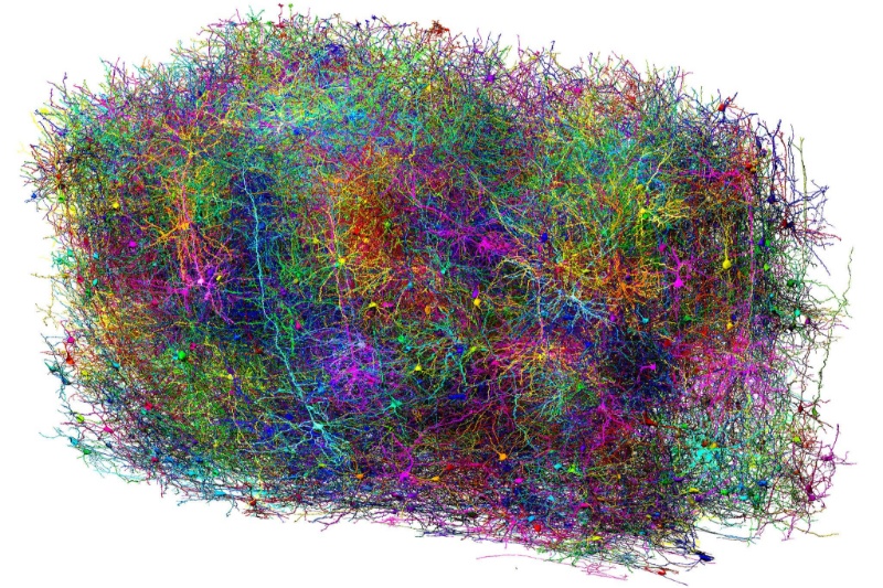 جزئیات حیرت‌انگیز در یک میلی‌متر مکعب؛ دانشمندان بزرگ‌ترین نقشه مغز یک پستاندار را ساختند