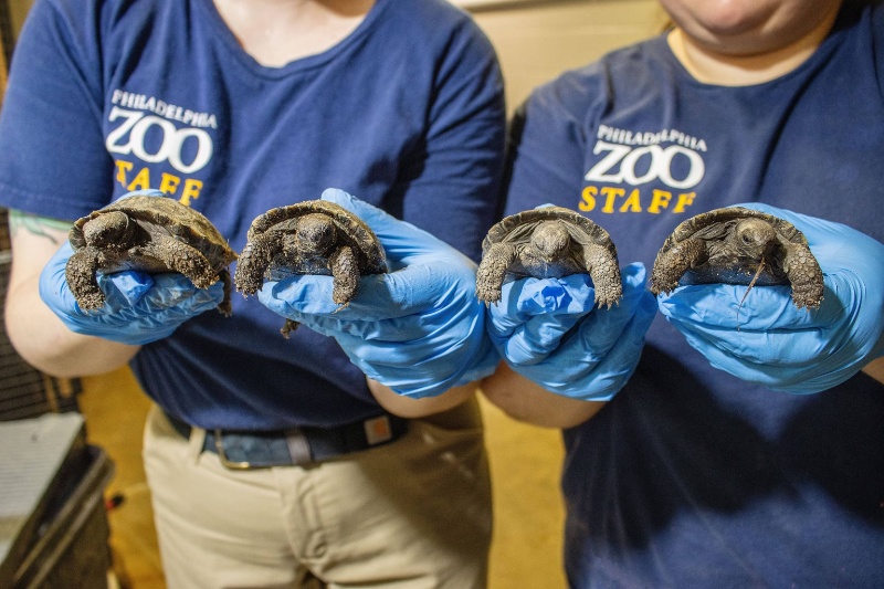 رونمایی از فرزندان مامی، لاکپشت غولپیکر صد سالهای که برای نخستینبار مادر شده است