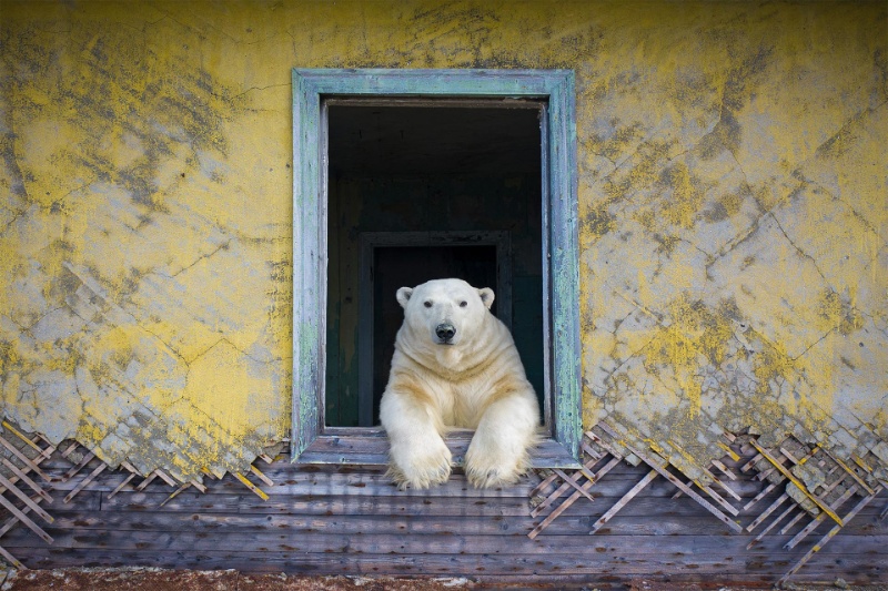 سازگاری در سایه تغییر اقلیم؛ روایت تلخ پناه‌گرفتن خرس‌های قطبی در ساختمانی متروکه