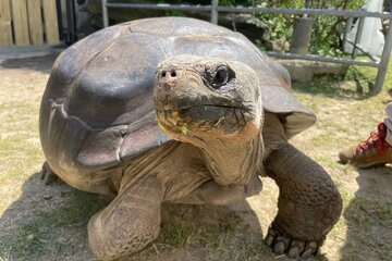 لاک‌پشت غول‌پیکر صد ساله‌ برای نخستین‌بار مادر شد /عکس